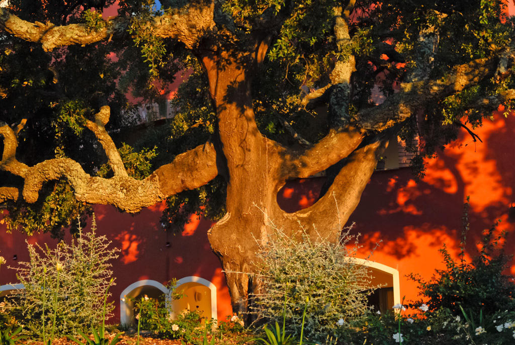 Giardino Dei Sugheri Scarlino Exteriér fotografie